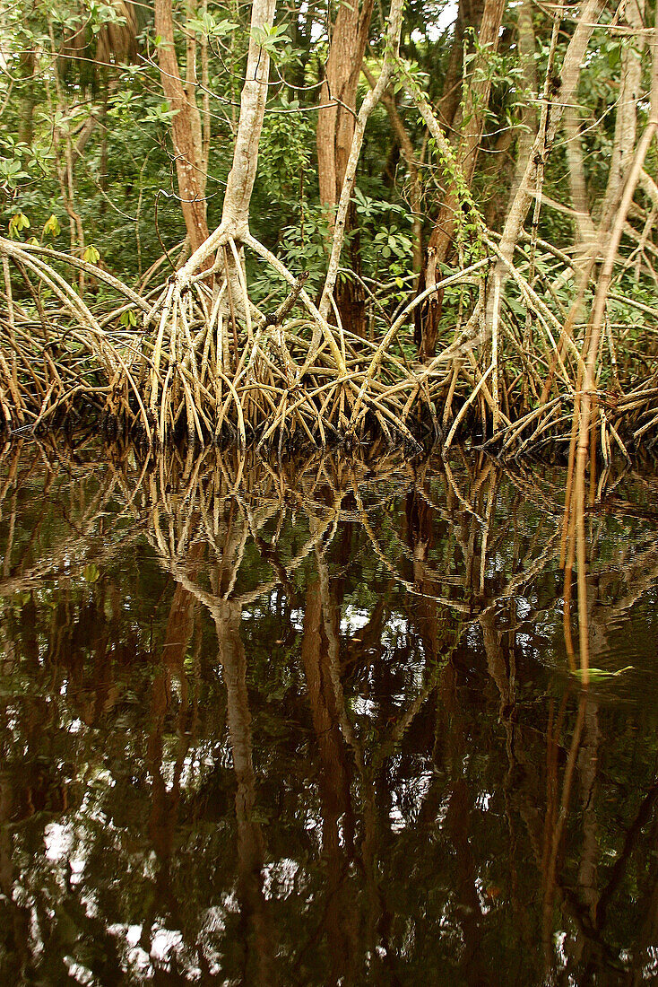 Swamps, Centla. Tabasco, Mexico