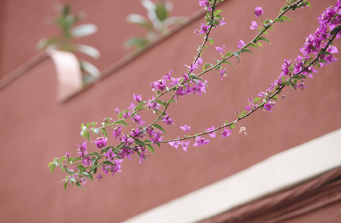 Flower detail. Cordoba. Andalusia. Spain