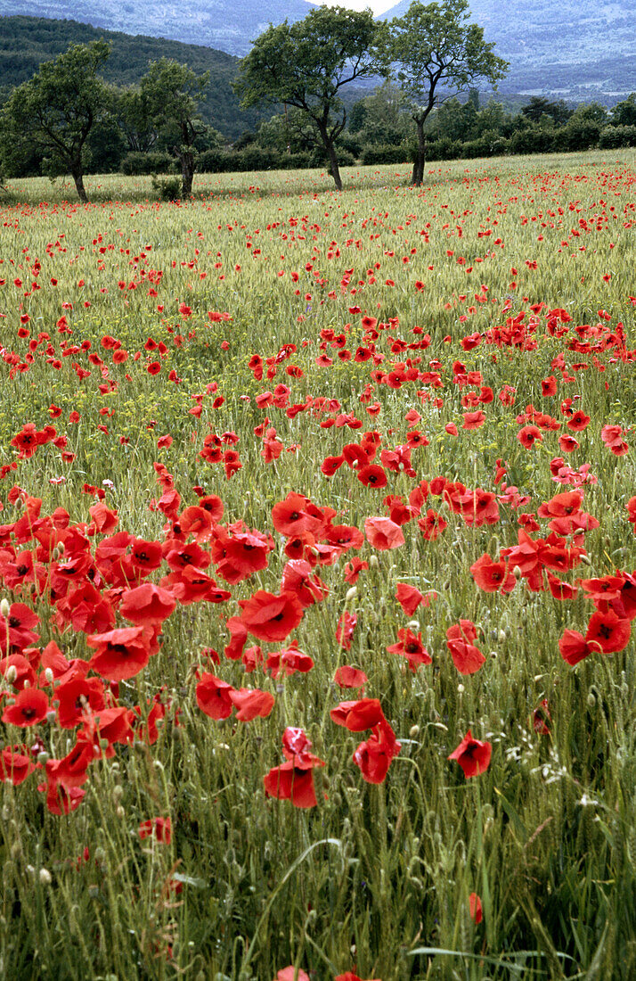 Poppies in field. Provence, France