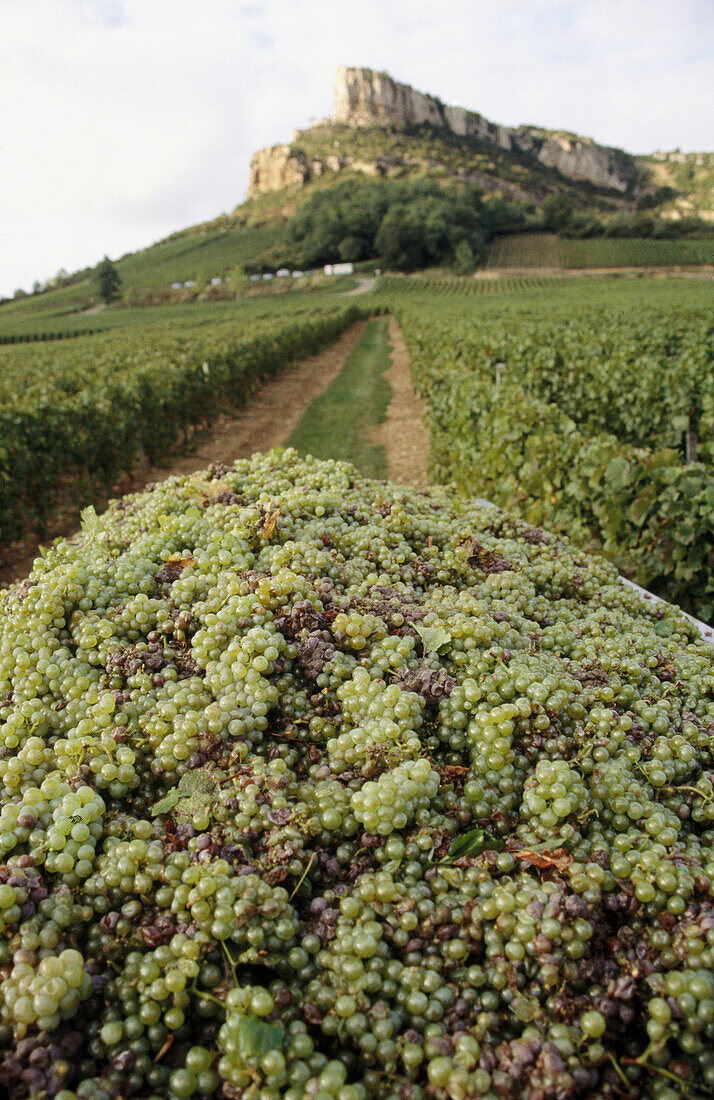 Mâcon Blanc vineyards. Burgundy, France