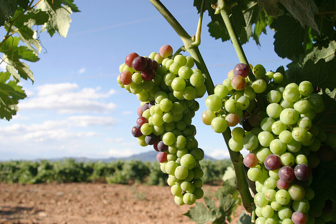Envero (When the grape gets coloured). Tempranillo grape