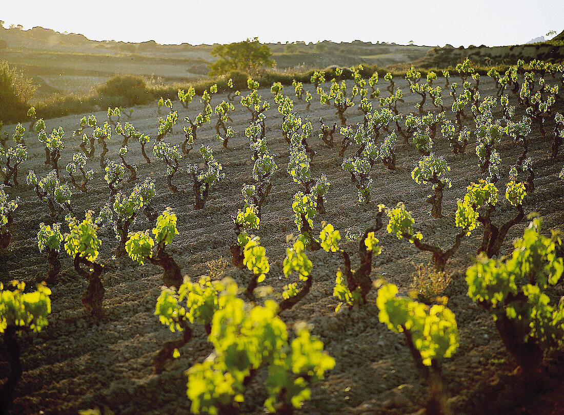 Vines in spring