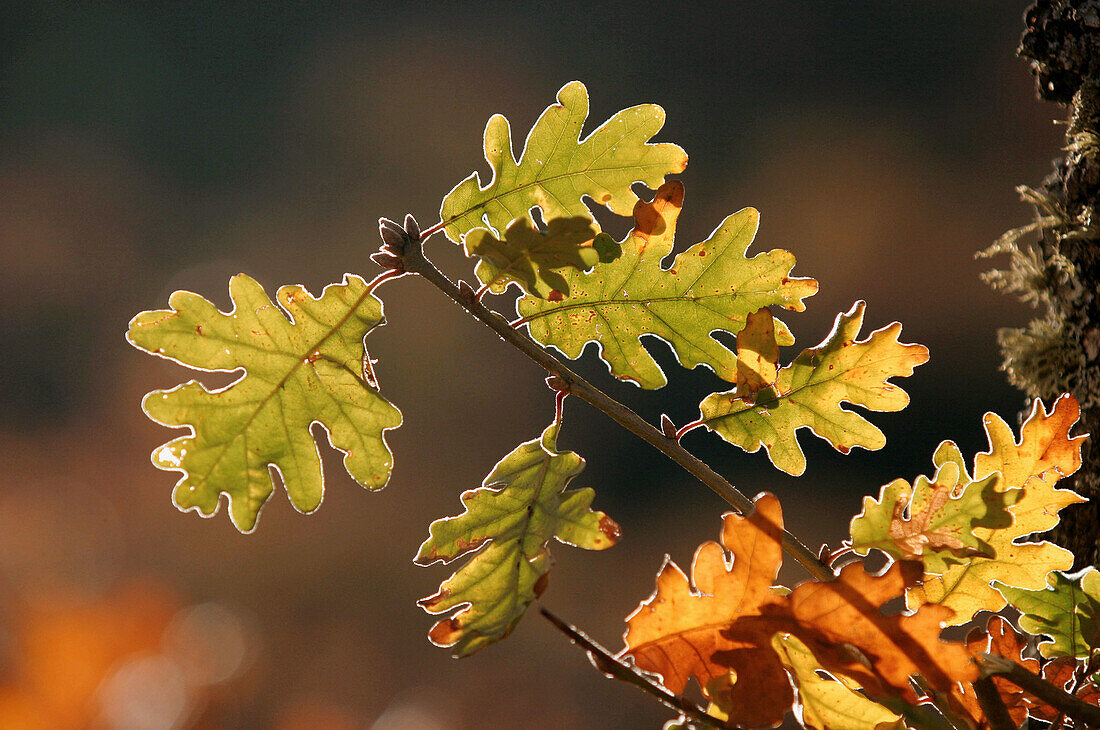 Hojas de roble en otoño