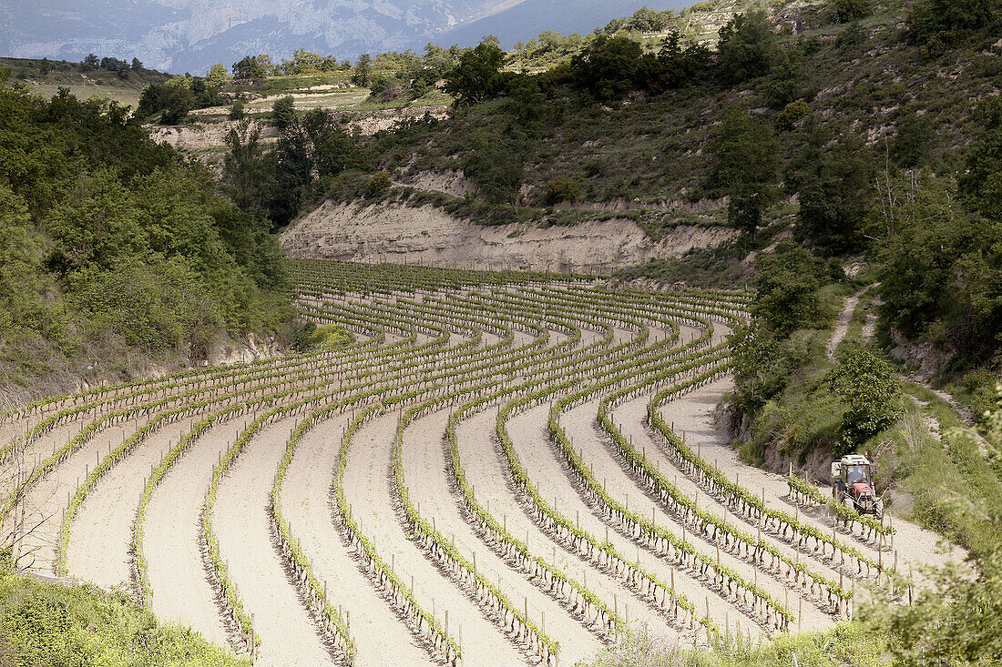 Vineyard in Rioja Alavesa, spring time