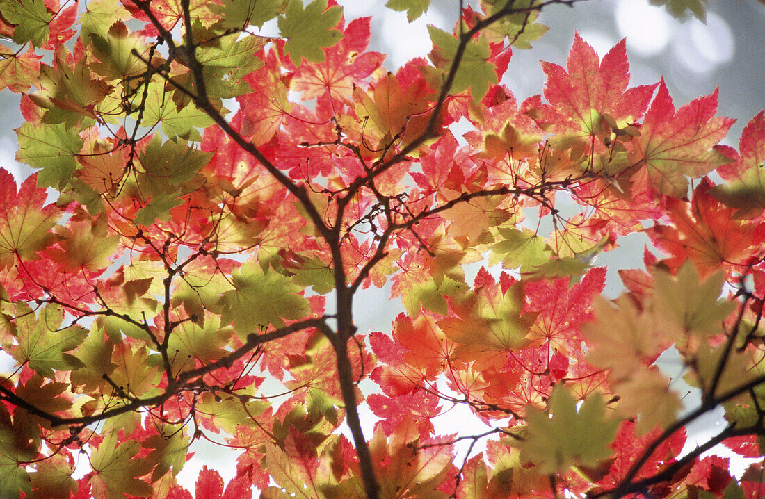 Japanese Maple (Acer japonicum) leaves