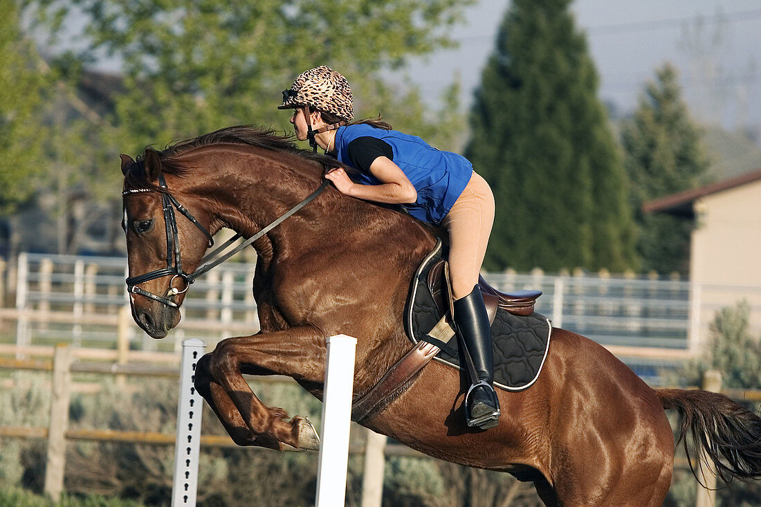 Young girl jumping her thoroughbred horse in the warm evening light.
