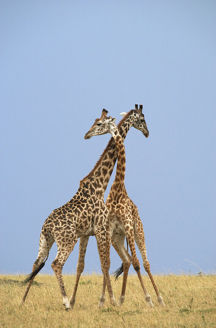 2 Male Giraffes (Masai variety) fighting