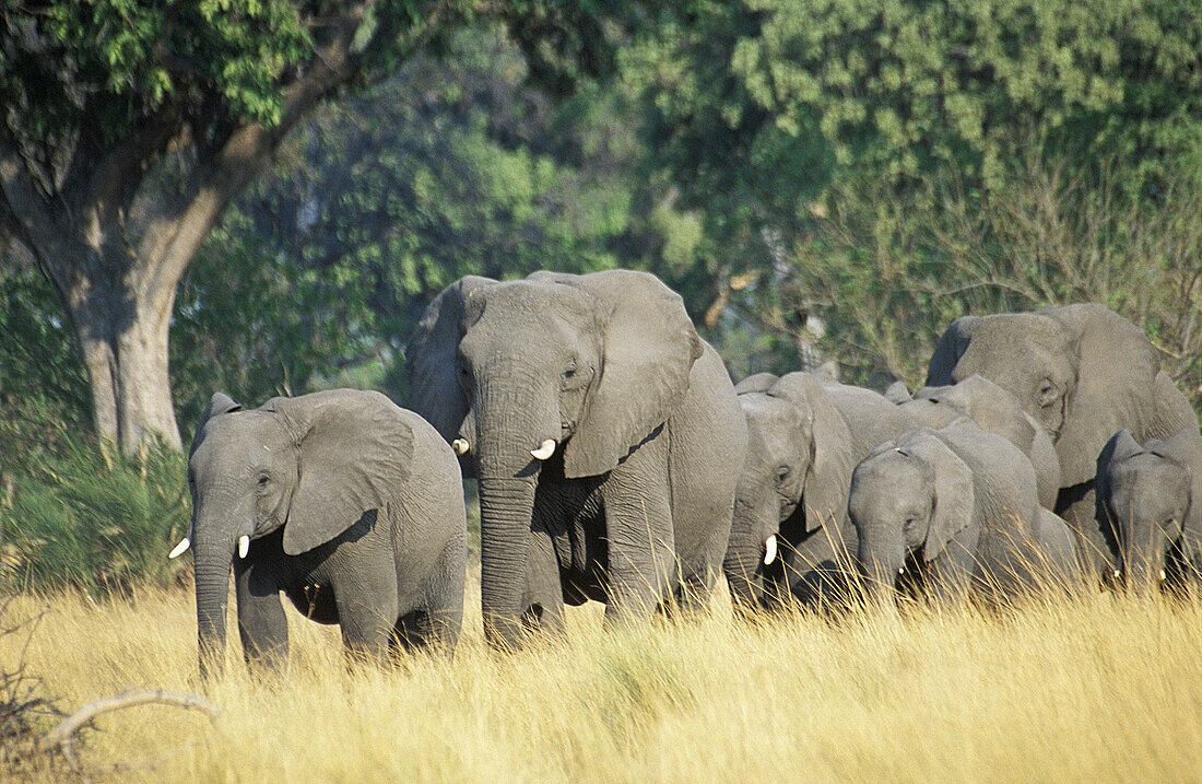 Elephant breeding herd walking through dry grass to find water, Okavago Delta, Botswana
