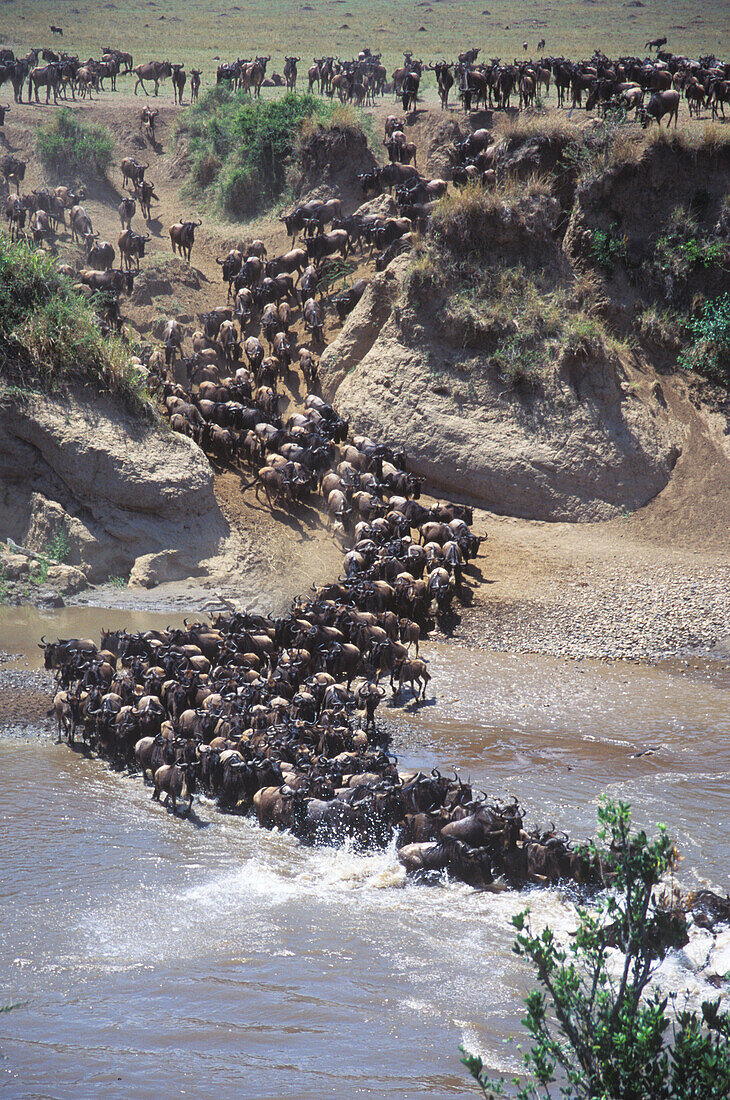 Wildebeest crossing Mara river during Migration