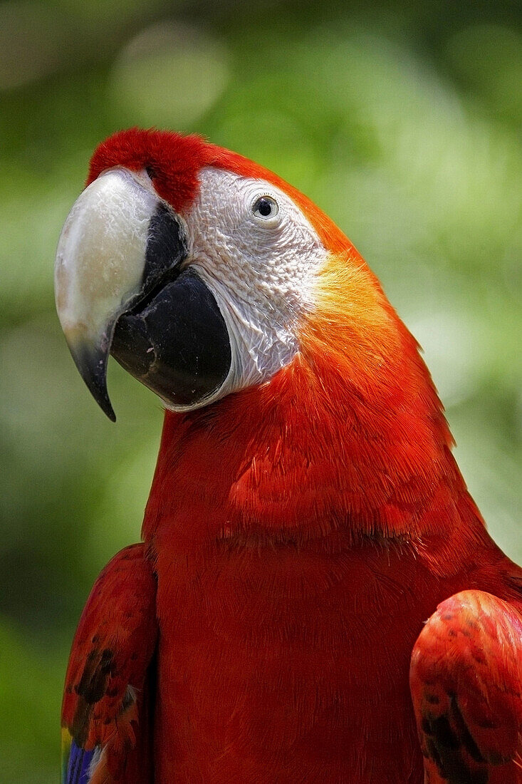 Scarlet Macaw portrait