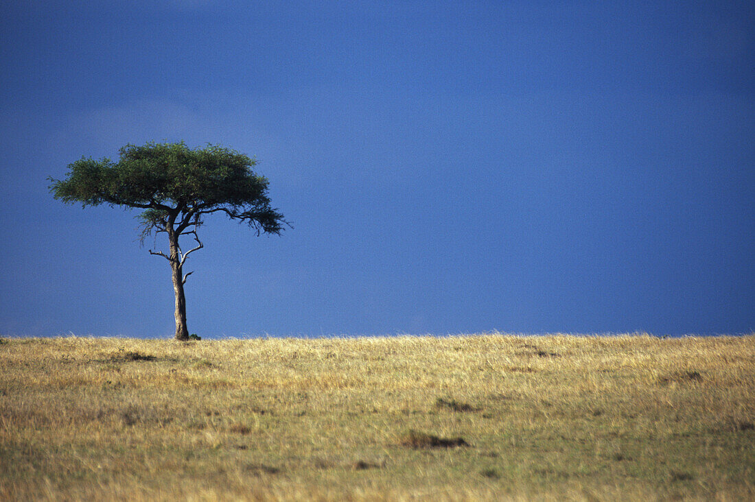 Lone Acacia stands on the Masai horizon, Masai Mara, Kenya