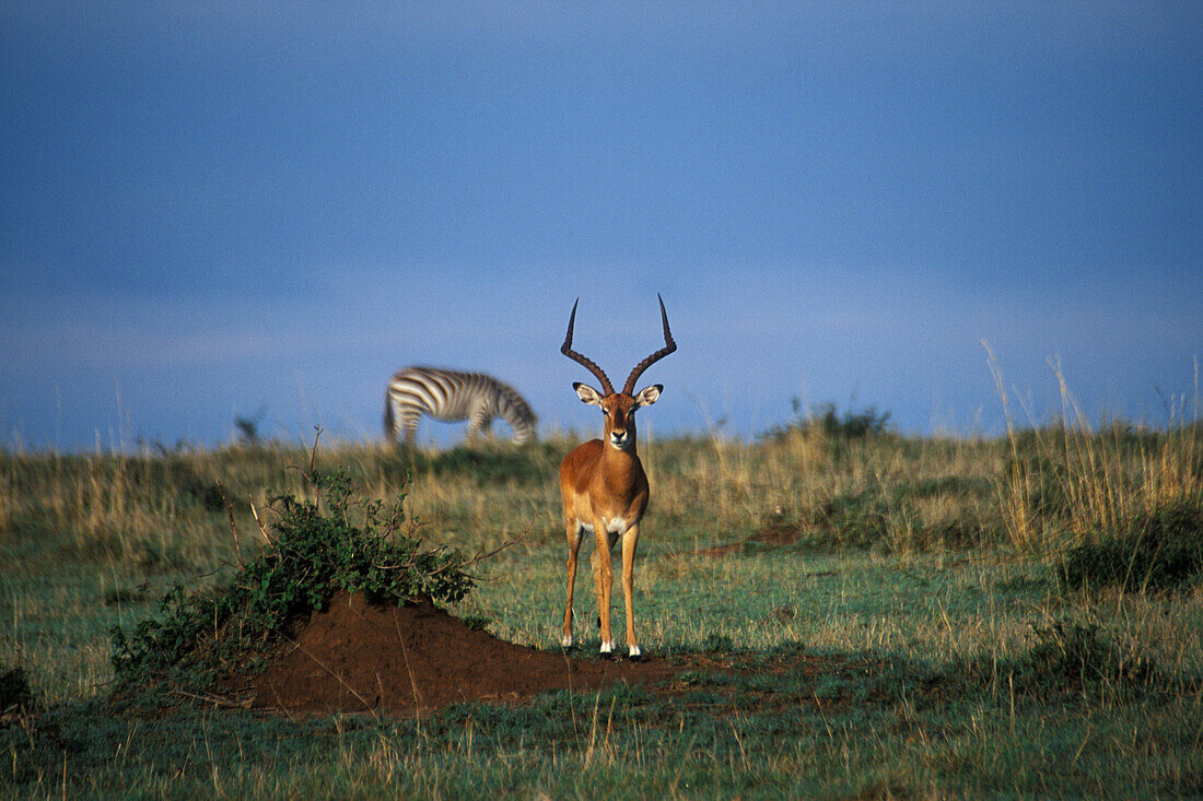 Impala feeds on the Mara, Masai Mara, Kenya