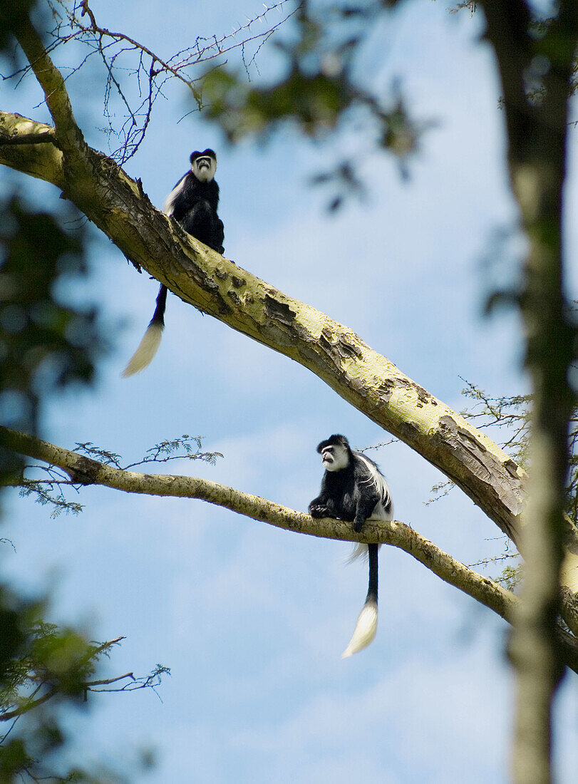 2 Black & White Colobus monkeys Crater Lake-Kenya