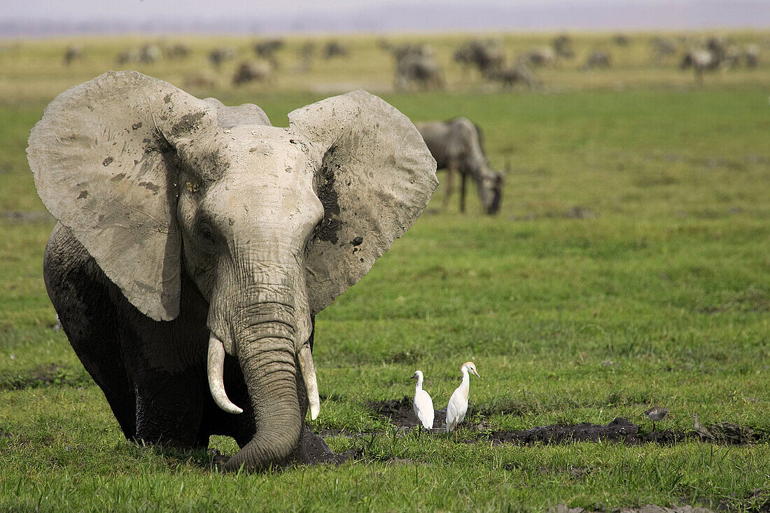 African Elephant ( Loxodonta africana). Amboseli National Park. Kenya