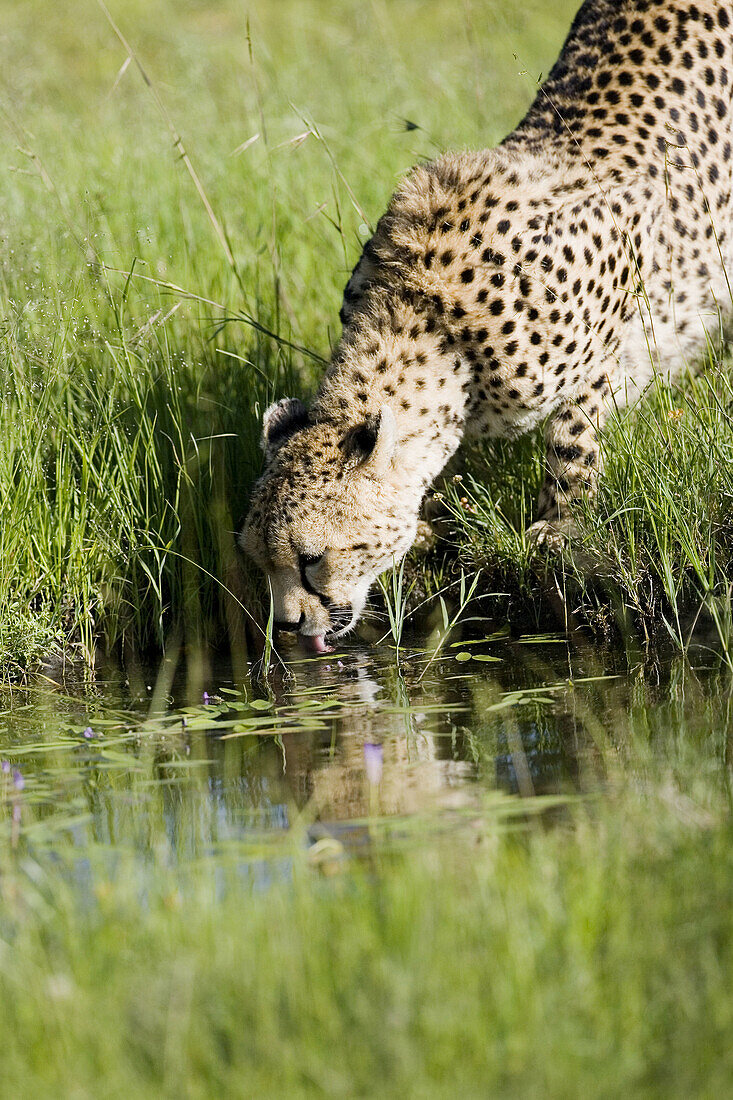 Cheetah drinks from watering hole in the Masai Mara