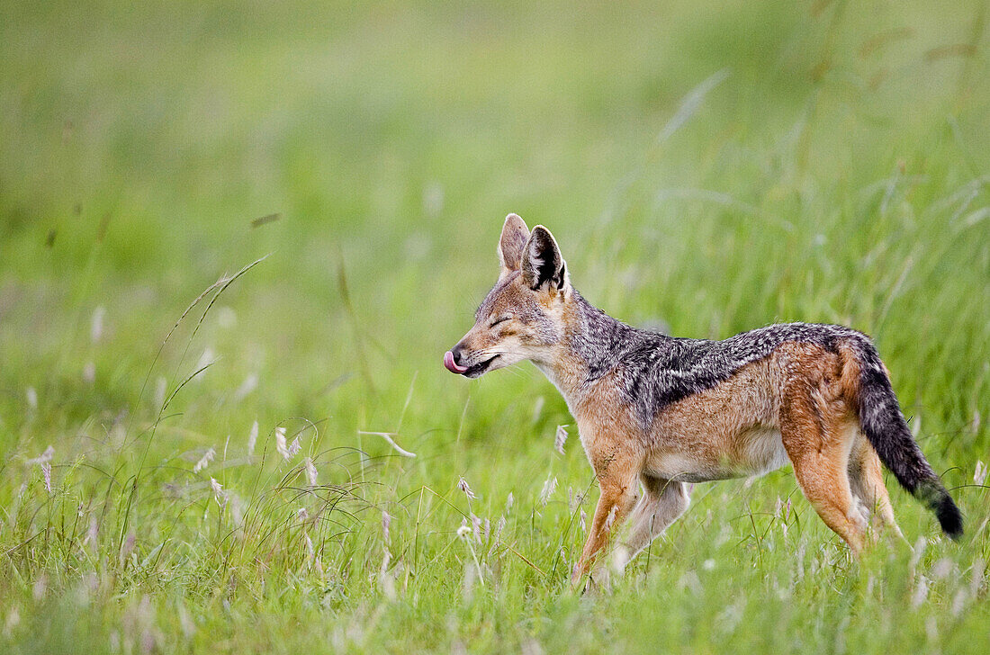 Black Backed Jackal sticks tongue out