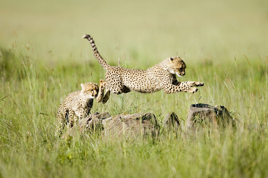 Cheetah Cubs play in the Masai Mara