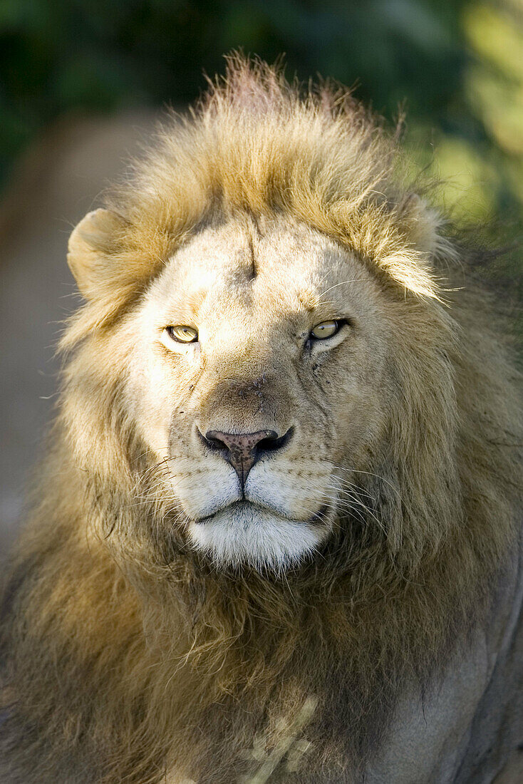 Male Lion in the Masai Mara