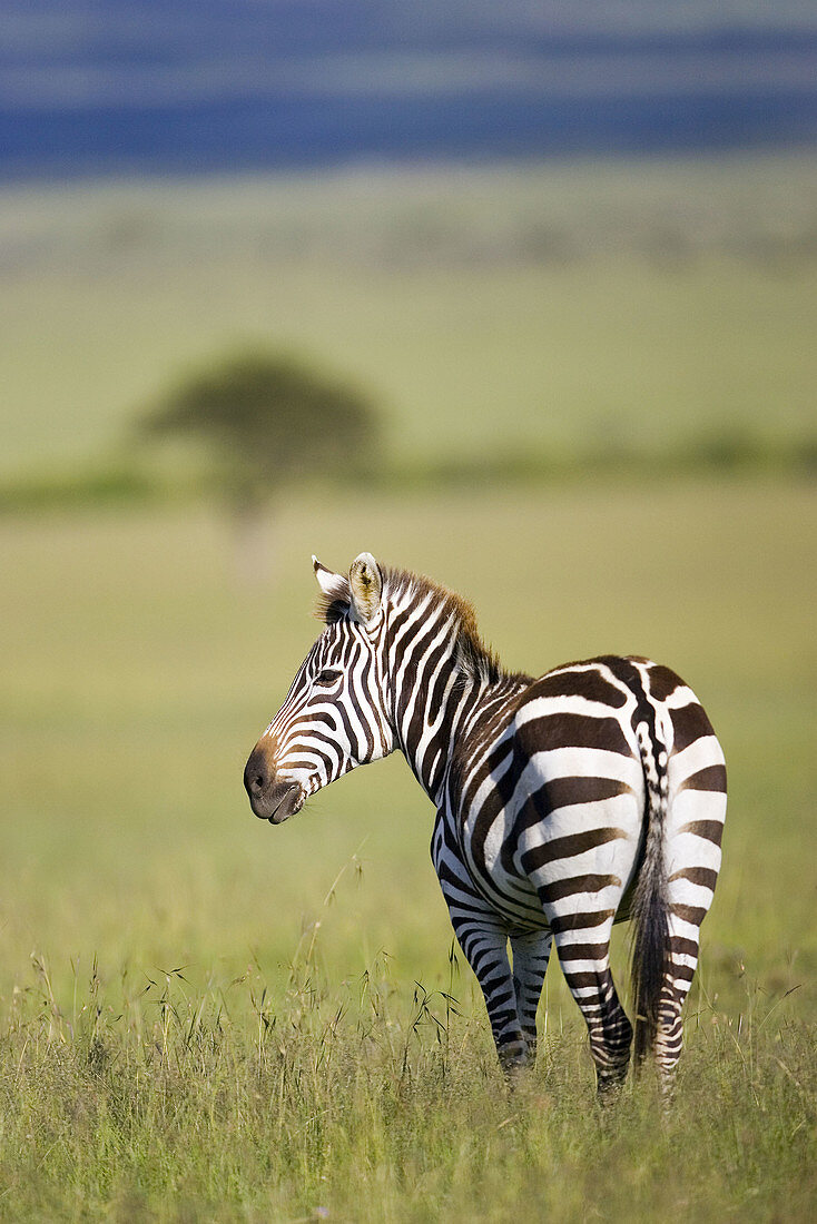 Burchells Zebra feeding on the Masai plains