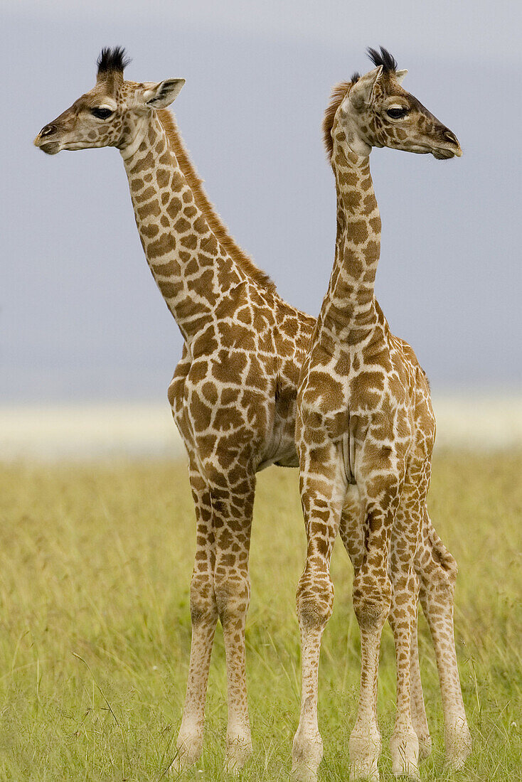 2 Newborn Masai Giraffe on the Masai Mara