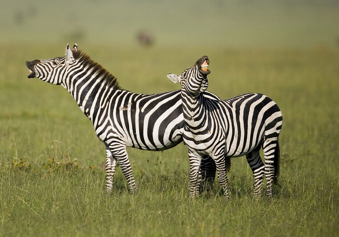 Burchells Zebra braying in the Masai Mara