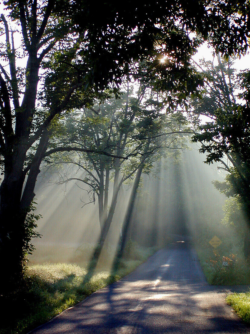 Sun fingers: the summer sun reaches down for a Pennsylvania road, USA