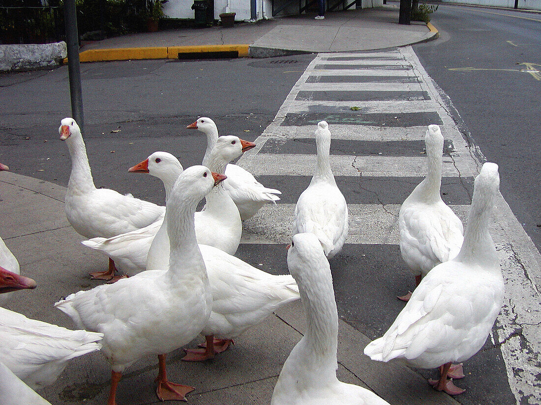 Geese in confusion: confused geese look for a way to go in a small Pennsylvania town, USA
