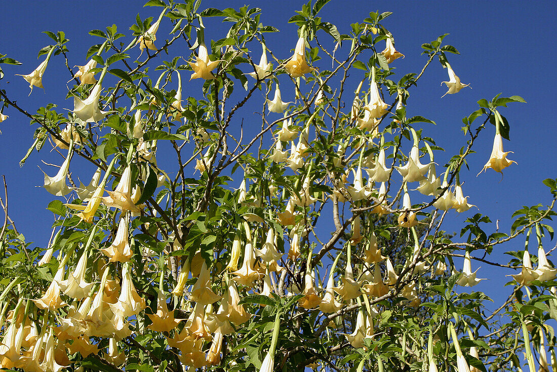 Angels trumpet (Brugmansia Versicolor). Blandys Gardens. Quinta do Palheiro Ferreiro. Funchal. Madeira. Portugal