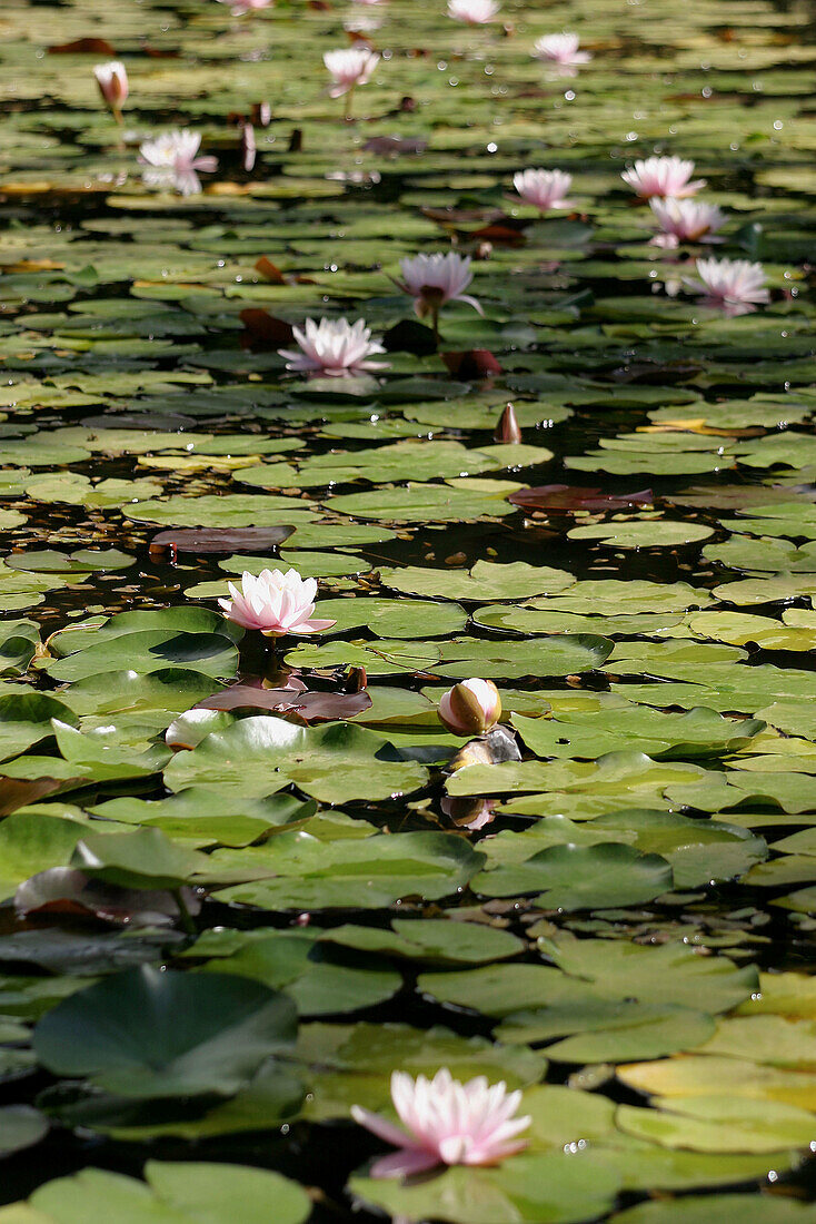 Water lilies. Blandys Gardens. Quinta do Palheiro Ferreiro. Funchal. Madeira. Portugal