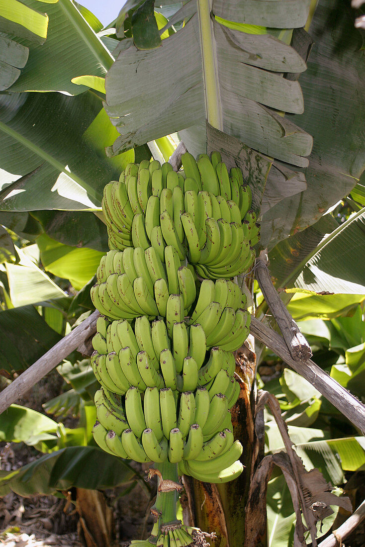 Banana plantation. Estreito da Camara de Lobos. Madeira island. Portugal.