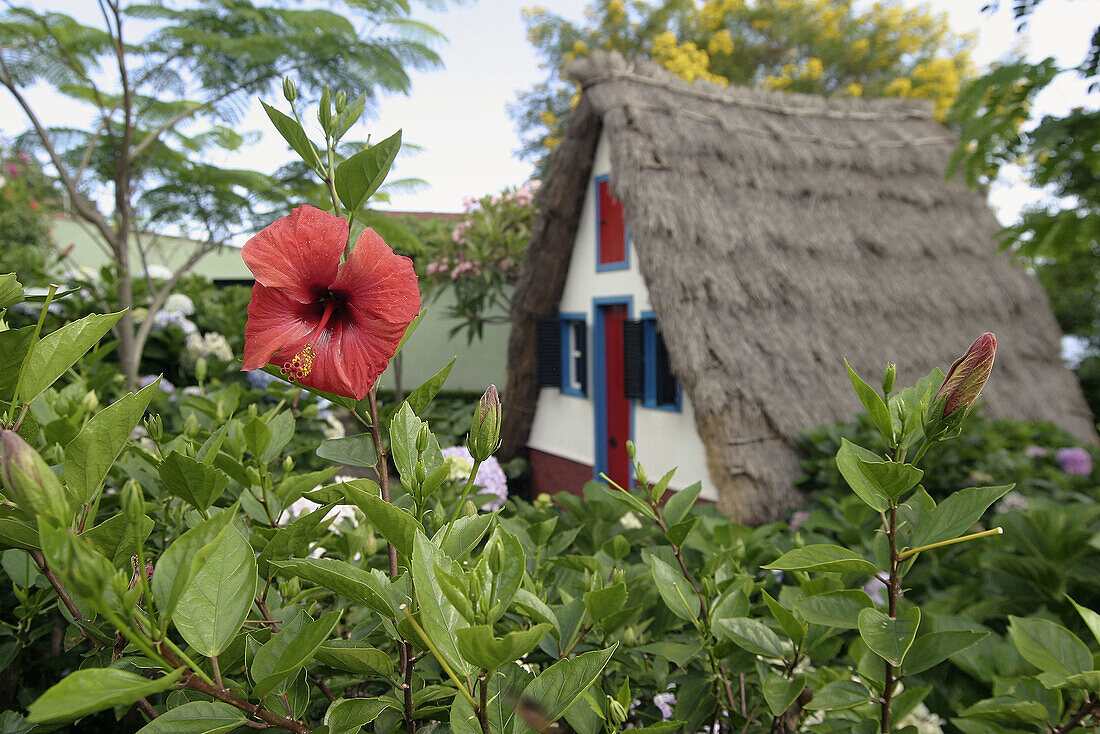 Typical Casa de Colmo (thatched roof house) in Funchal Botanical Garden. Madeira Island. Portugal.