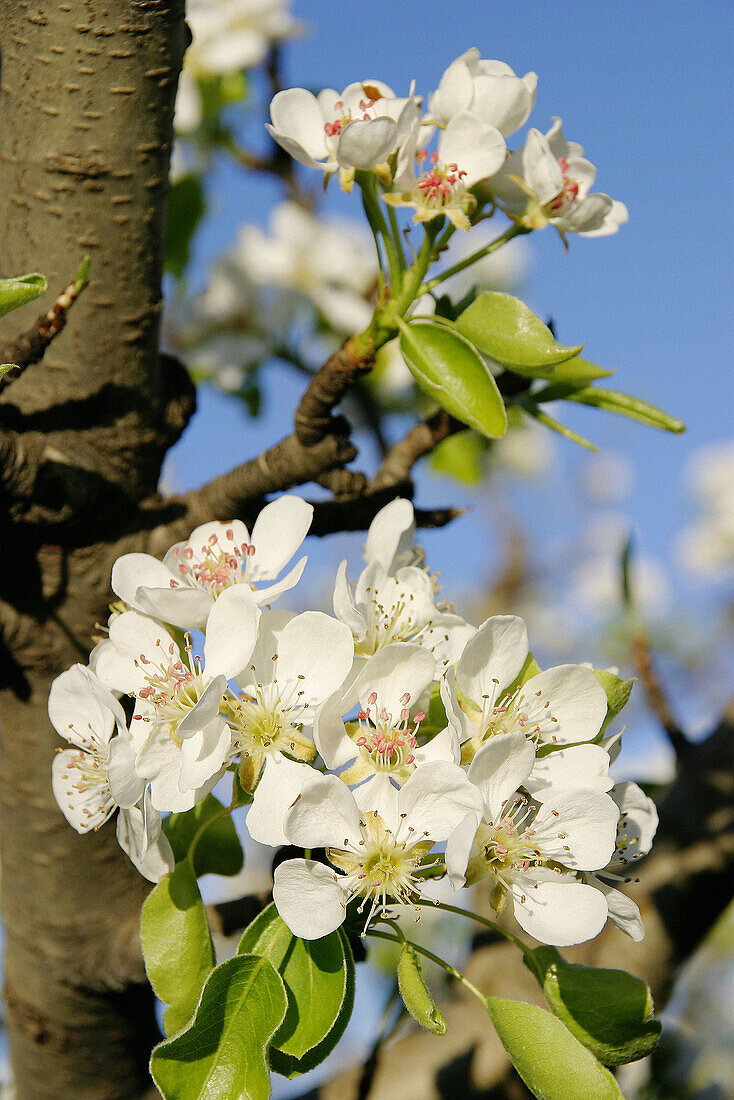 Almond tree flower (Prunus dulcis or P. Communis)
