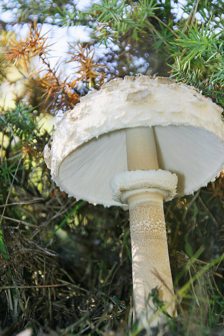 Parasol mushroom (Macrolepiota procera). Catalonia, Spain