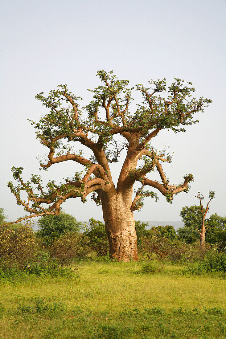 Baobab tree (Andansonia digitata). Mali