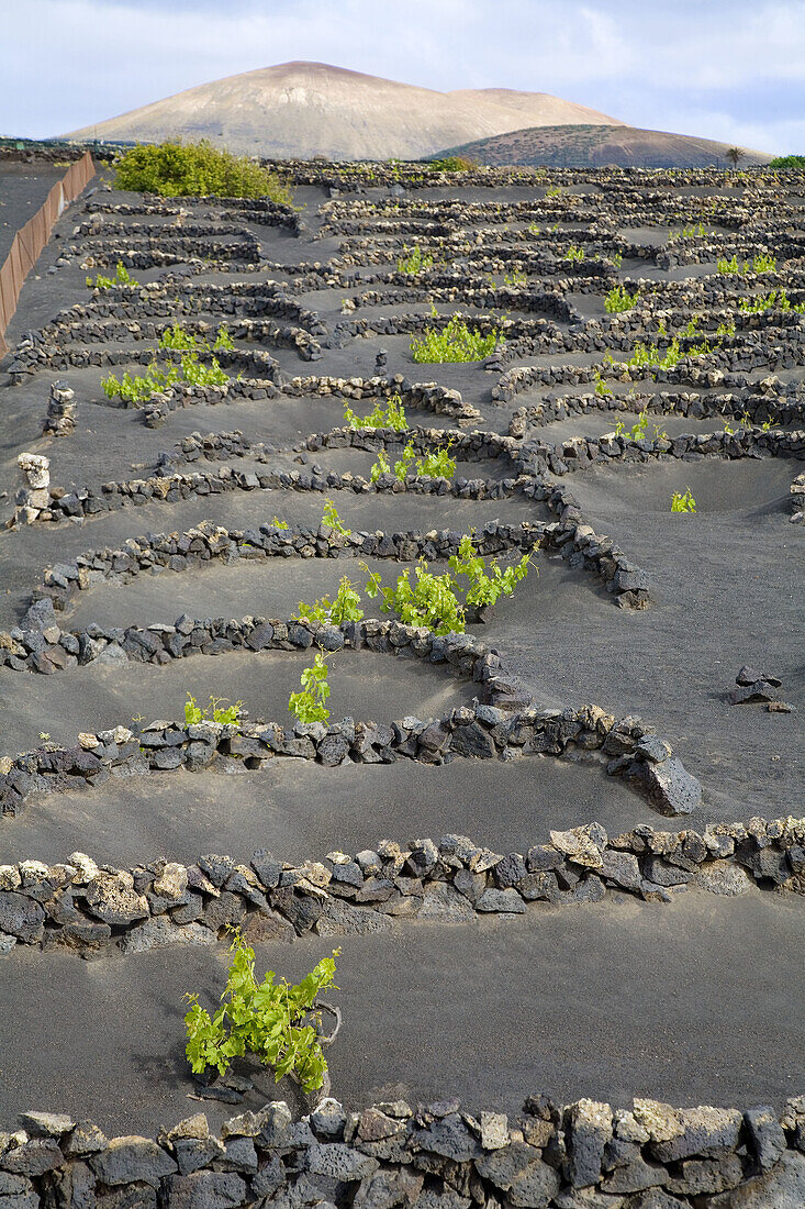 Vineyards growing on volcanic soil, La Geria. Lanzarote, Canary Islands, Spain