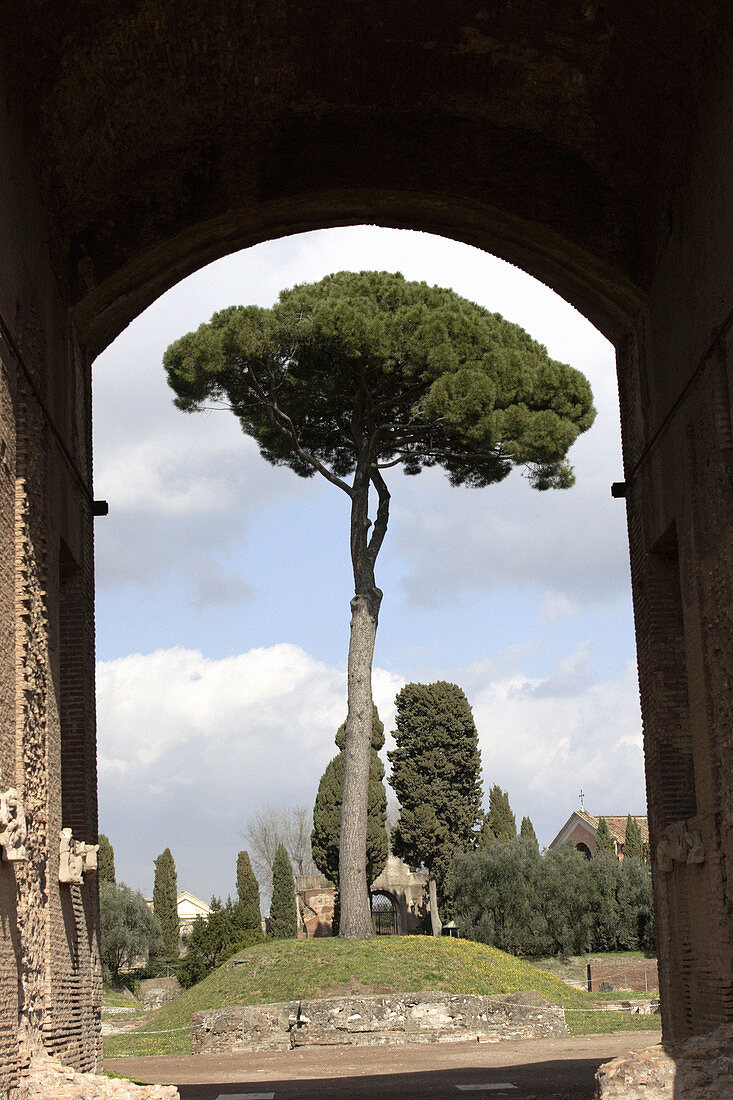 The Ancient Ruins of Palatine Hill. Rome. Italy