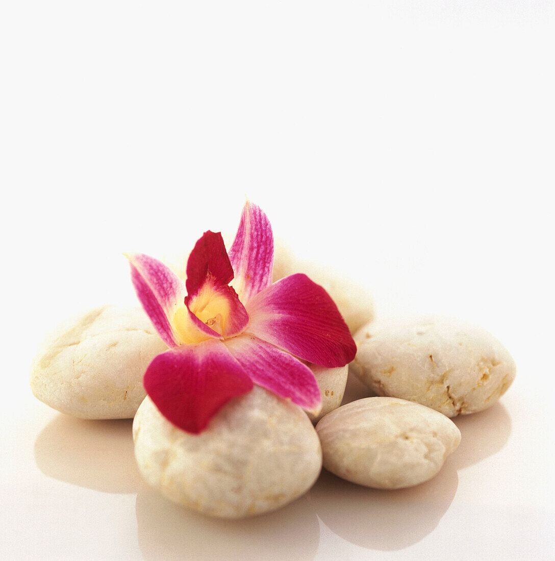 Beauty, Color, Colour, Concept, Concepts, Flower, Flowers, Holiday, Holidays, Leisure, Nature, Orchid, Petal, Petals, Spa, Square, Still life, Stone, Stones, Summer, Summertime, Tropical, Vacation, Vacationing, Vacations, L71-316699, agefotostock
