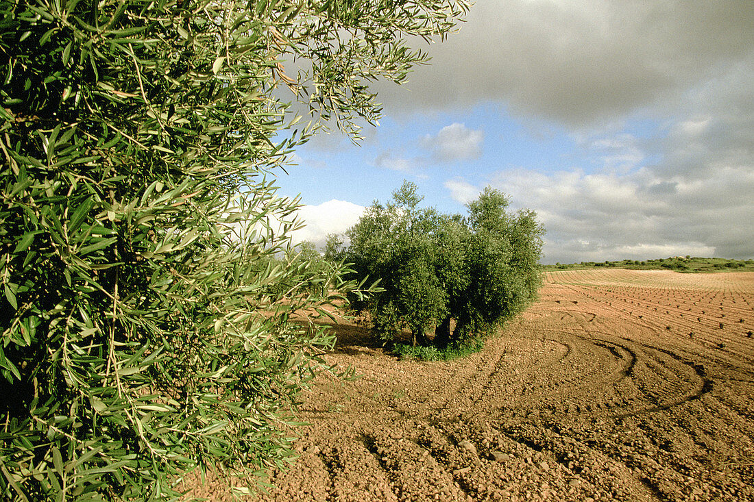 Olive groves. Alcazar de San Juan. Ciudad Real province. Castilla-La Mancha. Spain