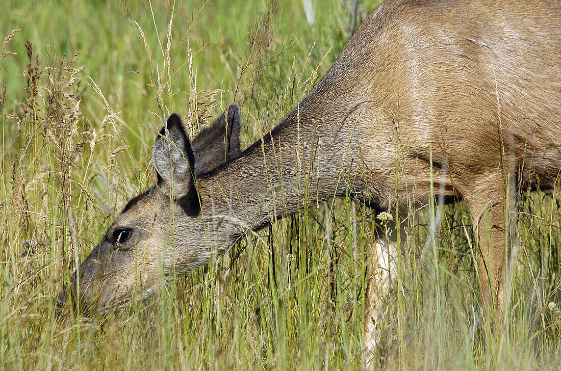 Black-tailed Deer (Odocoileus hemionus)