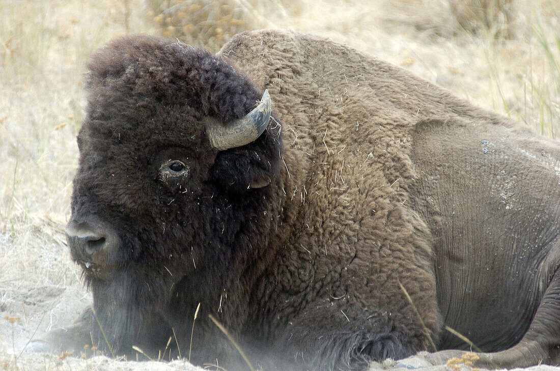 American Buffalo (Bison americanus)