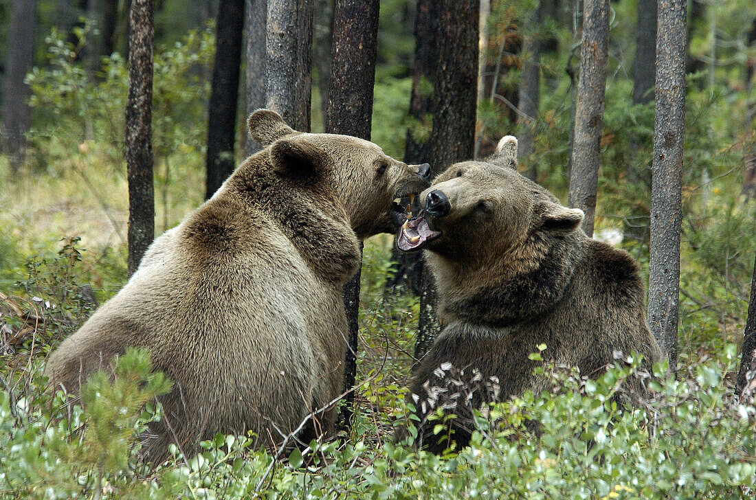 Grizzly Bear (Ursus arctos). Montana, USA