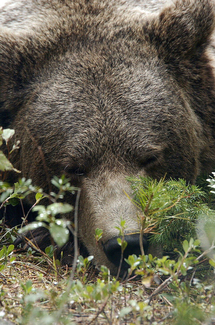 Grizzly Bear (Ursus arctos). Montana, USA