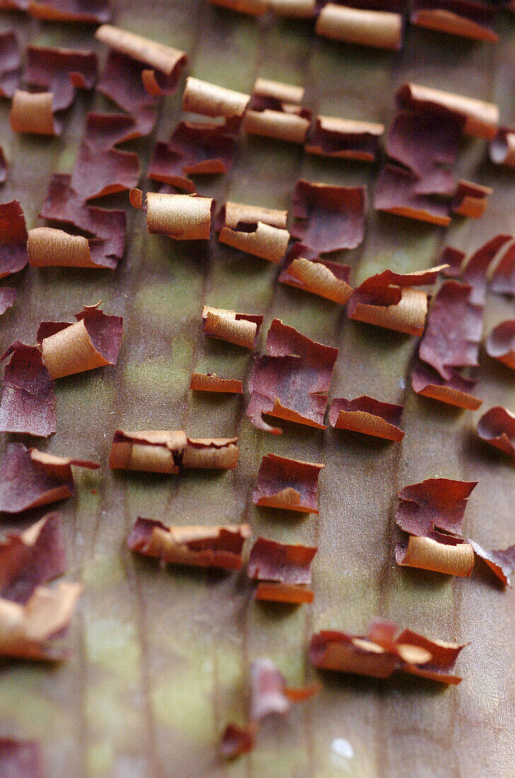 Manzanita (Arctostaphylos sp.) wood