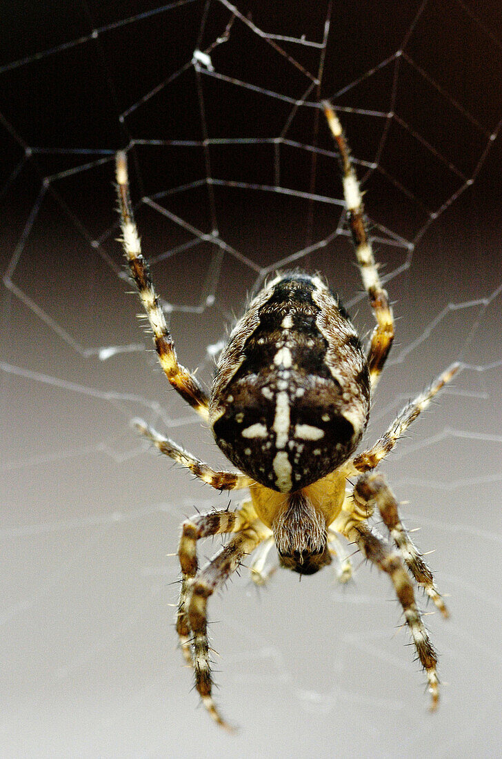 Garden spider