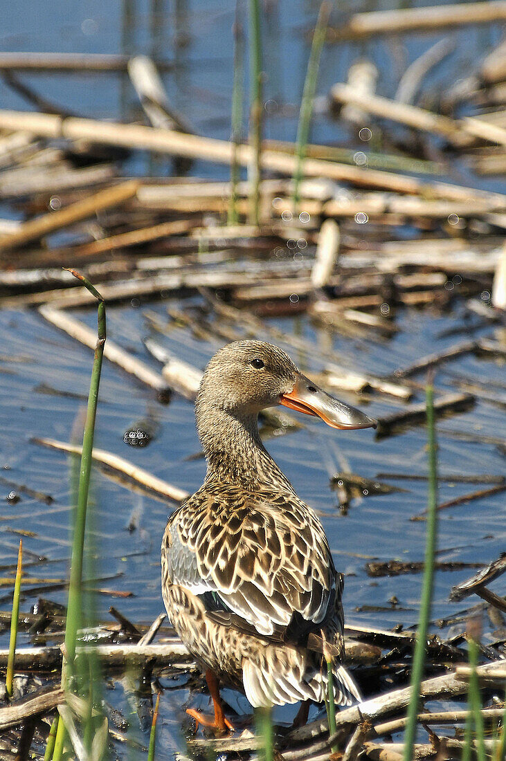 Female duck.