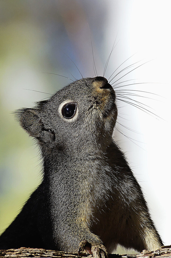 Gray Squirrel (Sciurus carolinensis).