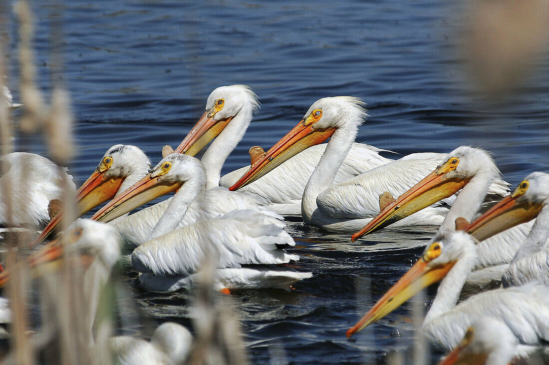 Pelicans flock
