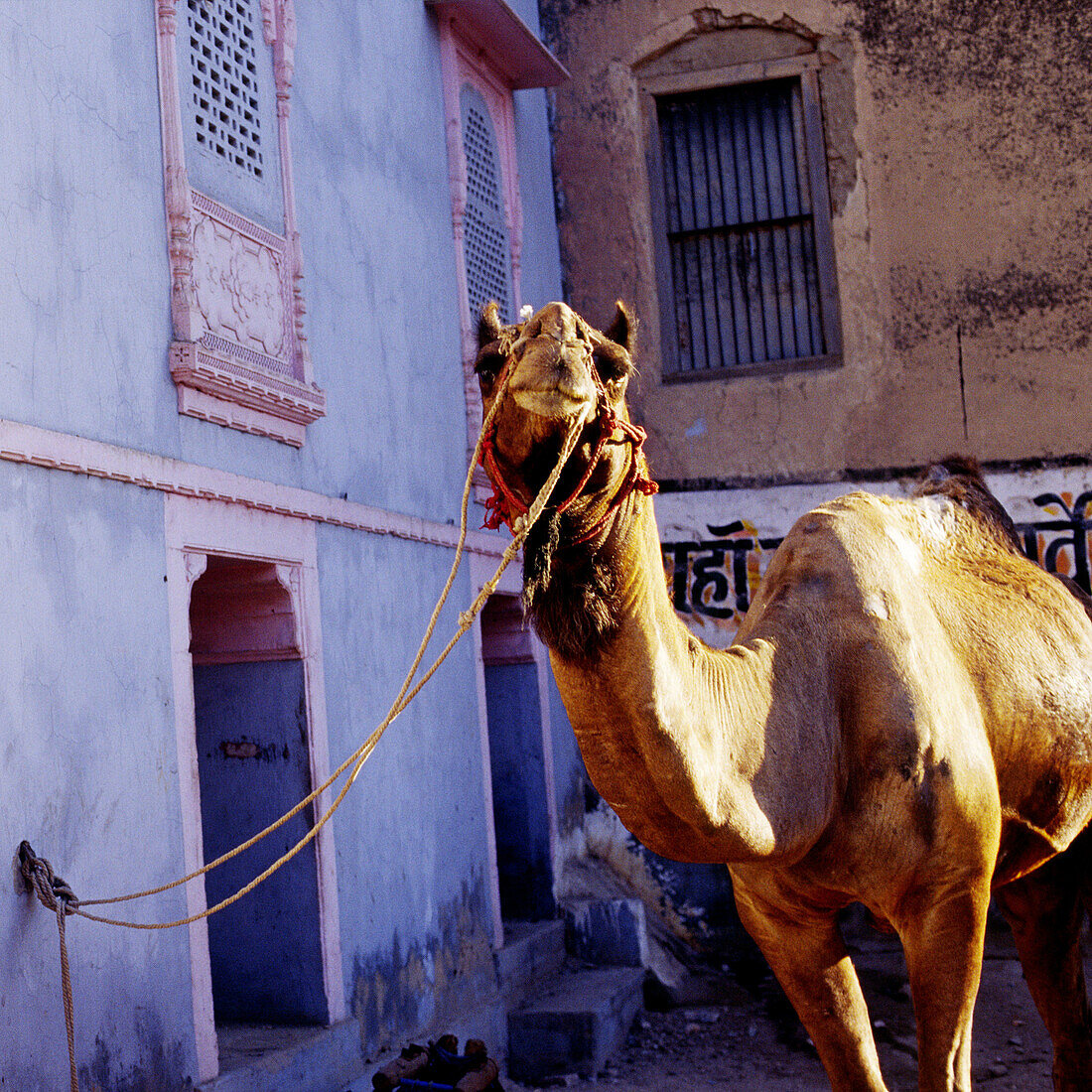 One humped camel tied to a wall of a blue and pink painted building.