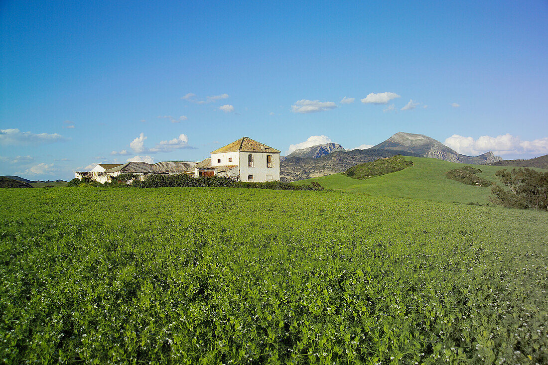 Crops in Ardales. Malaga province. Andalusia. Spain