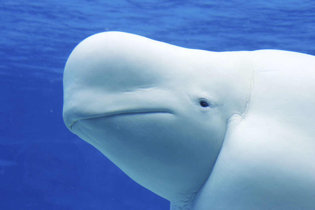 Beluga